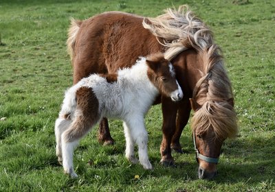 Los 5 errores mas comunes en el cuidado de tu caballo