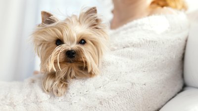 Como evitar la cada del pelo de tu perro