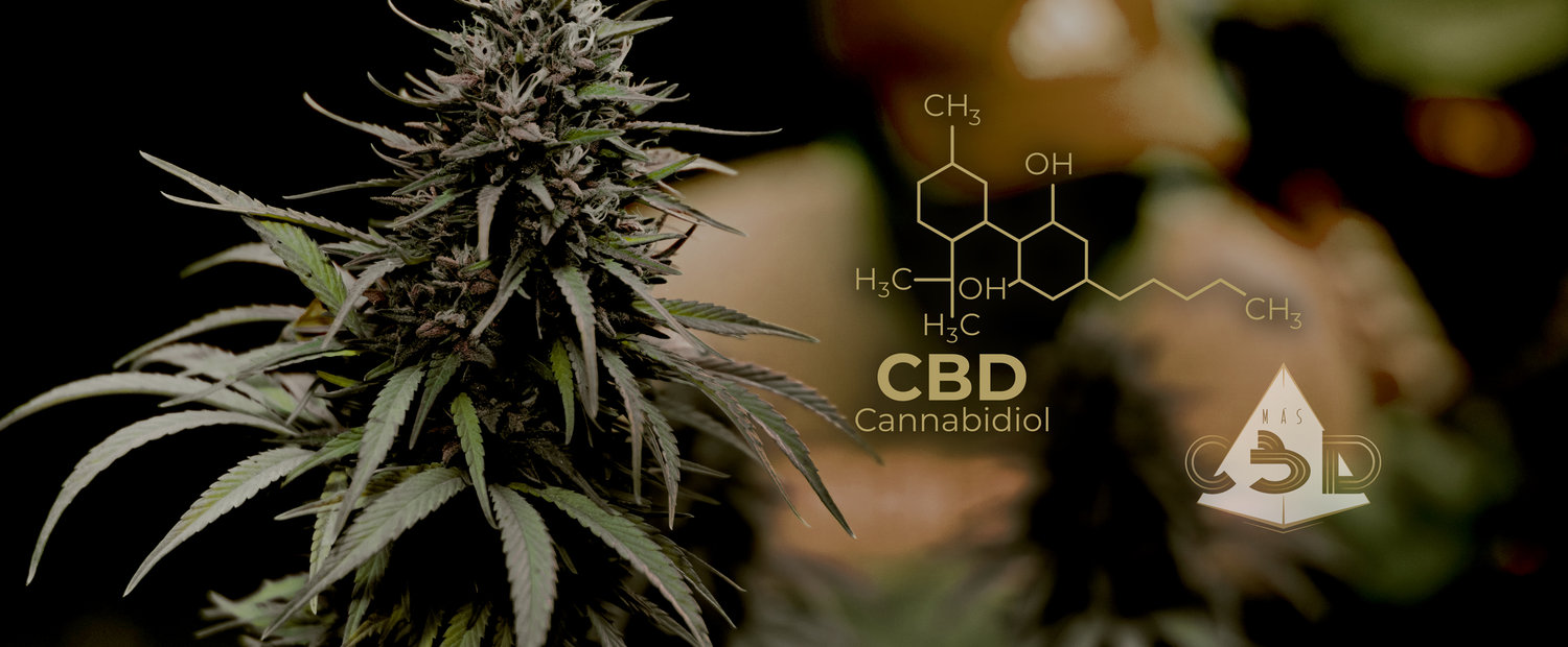 Sinergias del Cañamo S.L.
