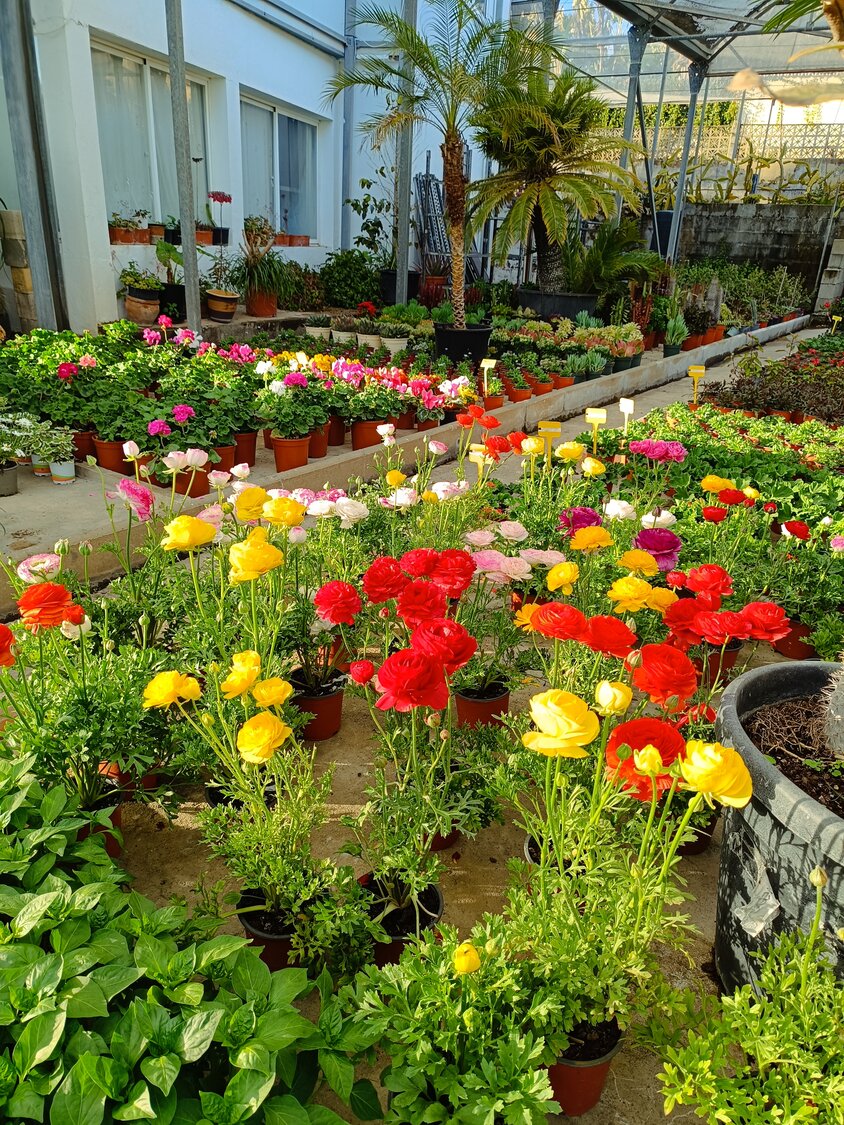 Viveros Sepúlveda | Vivero en Marbella | Garden Center Marbella