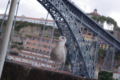 Paloma en Oporto