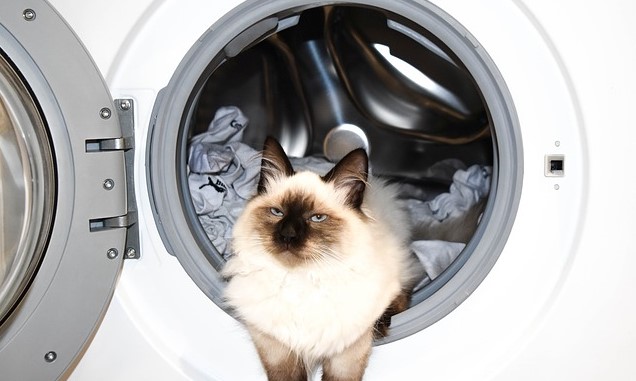 aspectos a tener en cuenta a la hora de poner una lavadora