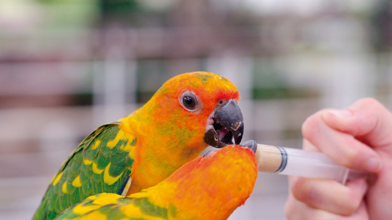 GREENVET: MEDICAMENTOS NATURALES PARA AVES